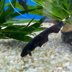 Donne poisson couteau