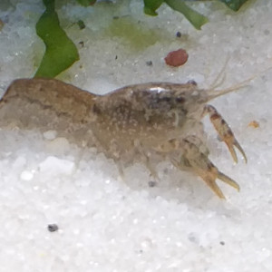 Cambarellus Diminutus.