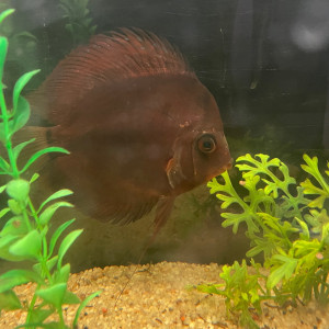 Donne DISCUS 15cm contre bons soins