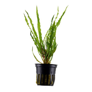 Cryptocoryne crispatula