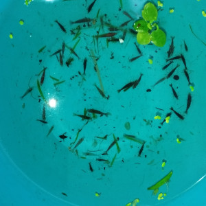 Neocaridina davidi déclassées