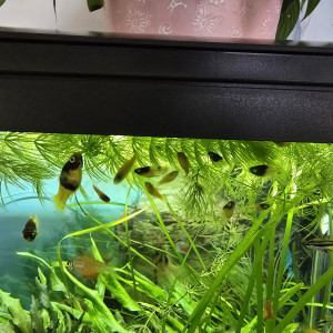 Bébés Platy