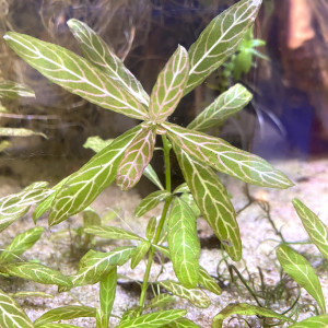 Hygrophila polysperma Rosanervig