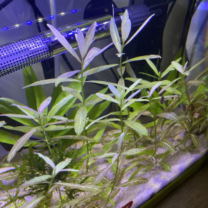 Hygrophila polysperma Rosanervig