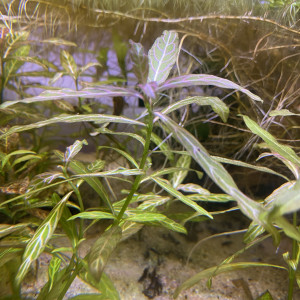 Hygrophila polysperma Rosanervig