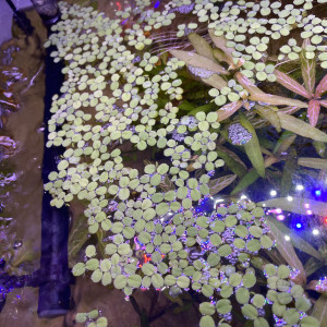 Salvinia minima