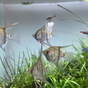 Scalaires