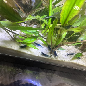Neo caredina bleu velvet