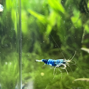 Creazy blue