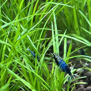 Creazy blue