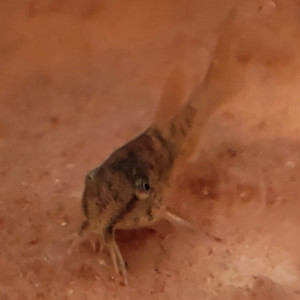 Corydoras aeneus