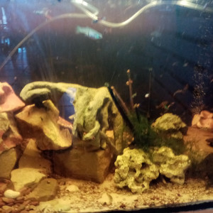 Guppys endler