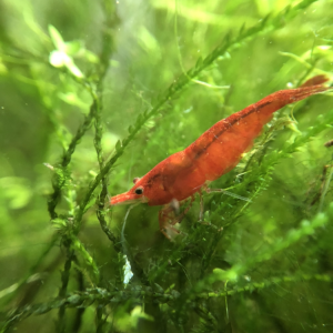 Crevettes red cherry