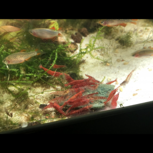 Crevettes red cherry