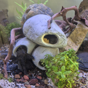 Donne/echange ancistrus adultes