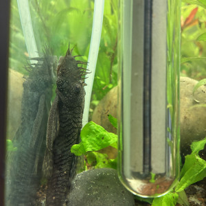 Ancistrus