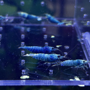 Crevette Blue bolt