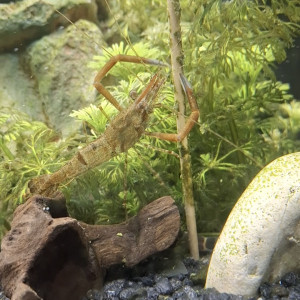 Donne 2 crevettes macrobrachium