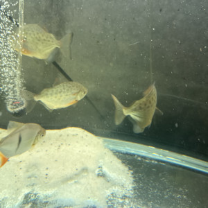 Je vends 5 metynnis maculatus