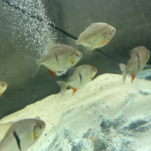 Je vends 5 metynnis maculatus