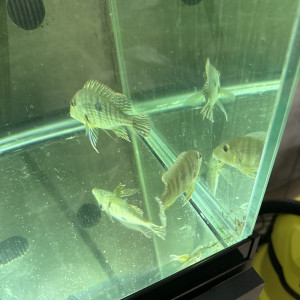 4 geophagus