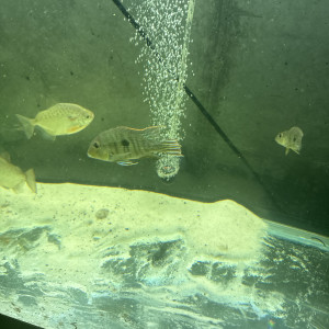 4 geophagus