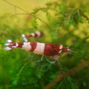 Crevettes red wine