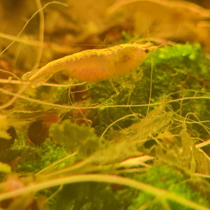 Crevettes yellow néon