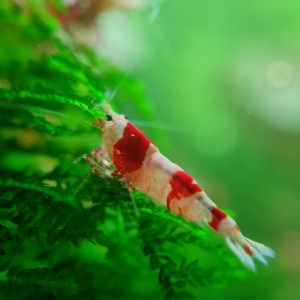 Crevettes pure red line (PRL)