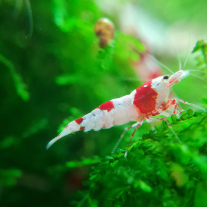 Crevettes pure red line (PRL)