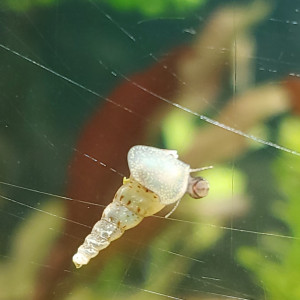Mélanoïde Tuberculatus