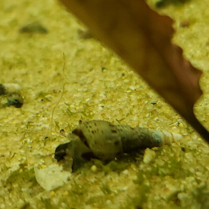 Mélanoïde Tuberculatus