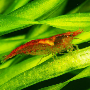 Recherche crevettes