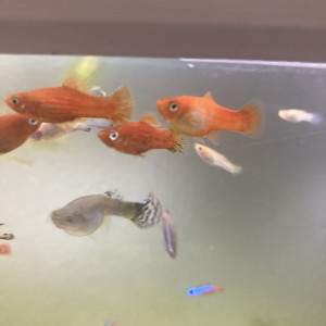 Échange de platy