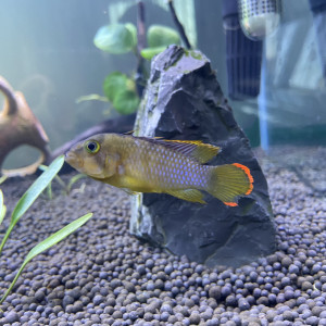 Échange Apistogramma nissjeni mâle