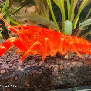 PROCAMBARUS   ALLENI DE  FLORIDE  RED