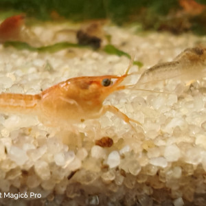 PROCAMBARUS   ALLENI DE  FLORIDE  RED