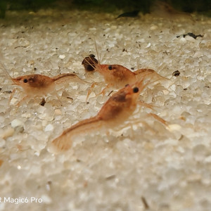 PROCAMBARUS   ALLENI DE  FLORIDE  RED