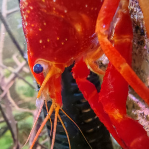 PROCAMBARUS   ALLENI DE  FLORIDE  RED