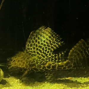 Dons Pleco léopard 30cm