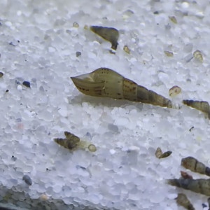 Melanoides