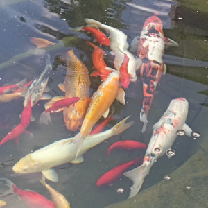 A vendre Carpes Koïs de bassin