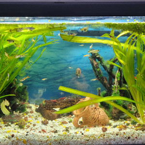 Guppy mal femelle adulte bébé