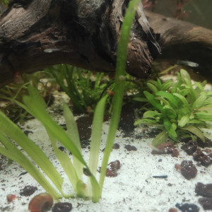 Guppy