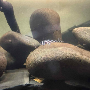 Hypancistrus l46
