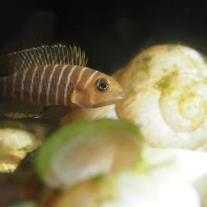 don de Neolamprologus similis