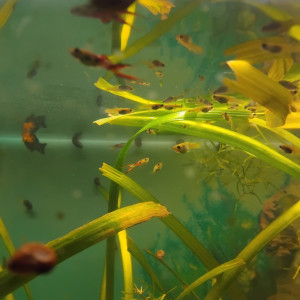 Guppy  épée