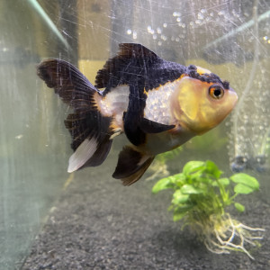 Oranda Grade A