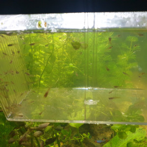 Alevins guppys