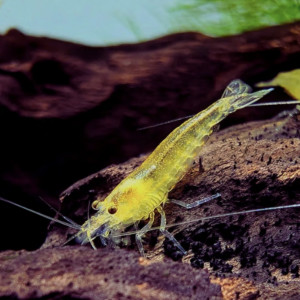 Crevette Japonica Amano YELLOW – Mangeuse d’algues